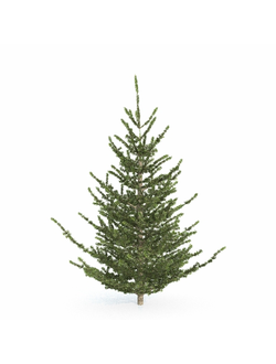 хвойные Ель 02 1,7м