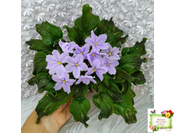 LV-Небо в Кармашке (Л. Шевелева) трейлер (пестролистный клакамас) сеянец