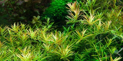 Ротала HRA (меристемная)