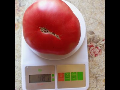 Томат Немецкий красный бабушки Кентрел (Granny Cantrell’s German), Канада