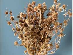 Эрингиум стабилизированный терракотовый