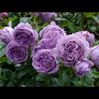 Голубой шторм (Blue Storm)