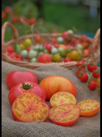 Томат Dwarf Awesome (Гном Замечательный), 10 шт