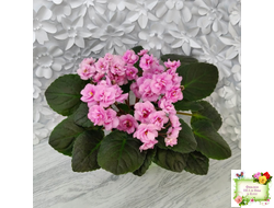 Dresden Doll (P. Harris) (7259) 11/24/1989 трейлер