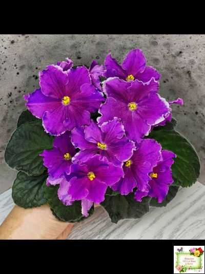 Dn-Cherchez la Femme (Д. Денисенко) 2020 г.