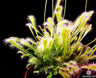 Drosera "Nidiformis"