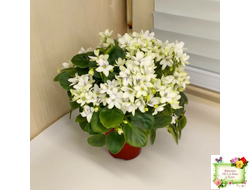 Broadway Star Trail (Селекционер неизвестен) трейлер