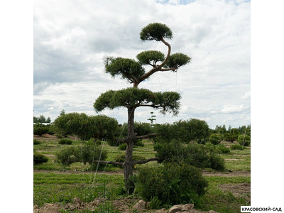 Ниваки - Бонсай садовый сосна Ватерери - Watereri