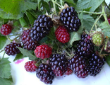 СИЛВАН (Sylvan blackberry)