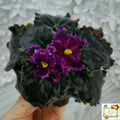 НК-Декамерон (Н.Козак) 2019 г. (лист с деткой посажен 12.07.25)