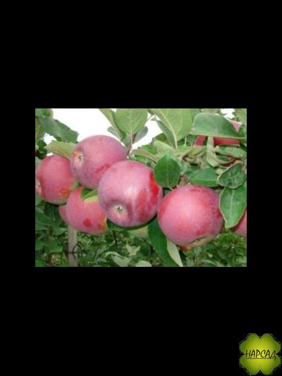 Яблоня &quot;СПАРТАН&quot; (РЕДКИЙ ВКУСНЫЙ СОРТ. Саженец 2 года, на полукарликовом подвое)