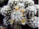 Маммилярия Грацилис Снежный шар - Mammillaria Gracilis  cv. Arizona Snowcap, Mammillaria gracilis f. mostruosa