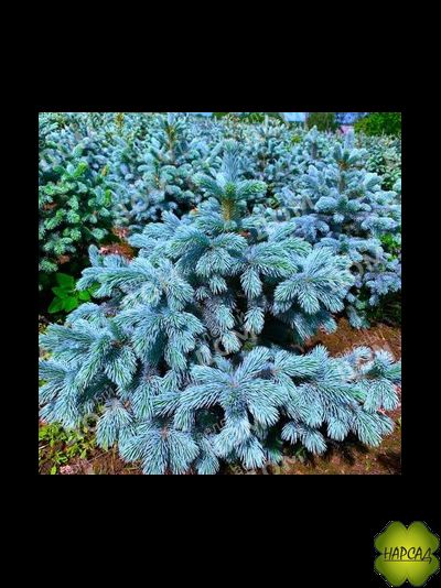 Ель колючая "СУПЕР БЛЮ" (саженец 40-50 см)