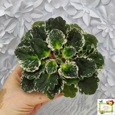 Sky Jems (Johnson) (лист посажен 29.01.26)