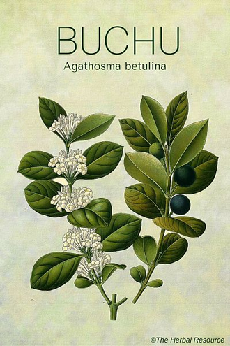 Бучу, Баросма (Agathosma betulina) - 100% натуральное эфирное масло