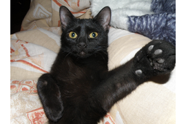 Воронина Н П "Это я вам говорю"