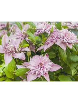 Клематис Multi Pink (Мульти Пинк), контейнер 2л