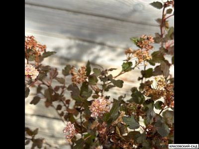 Пузыреплодник калинолистный Литл Джокер - Little Joker