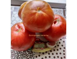 Томат Болгарский гигант (Bulgarian giant)
