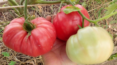 Томат Дакоста португальская (DaCosta's Portuguese)