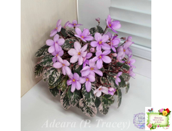 Adeara (P. Tracey) (3975) 06/02/1980 трейлер