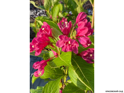 Вейгела Биг Лав