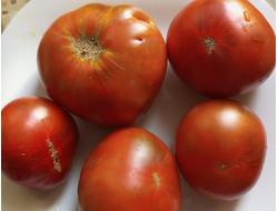 Томат Гном Меднослышащий (Copperheard dwarf)