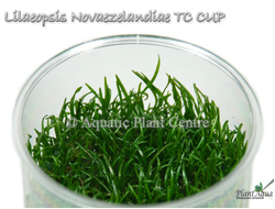 Лилеопсис новозеландский (меристемный) Азия