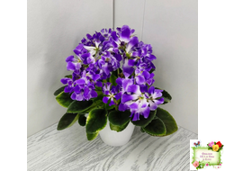 LV-Элизабет (Л. Шевелева) 2023 г. (лист посажен 25.07.25)