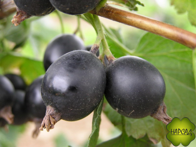 ЙОШТА (смородина х крыжовник) саженец 130 см