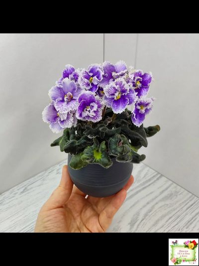 Н-Тет-а-Тет (Н. Бердникова) 2019 г. (лист укоренённый с деткой)