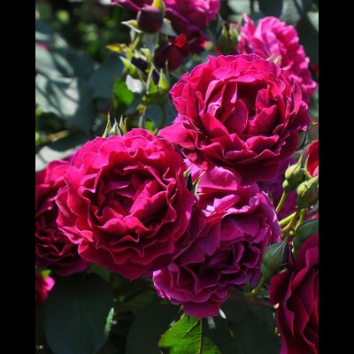 Одиссея (Odyssey)