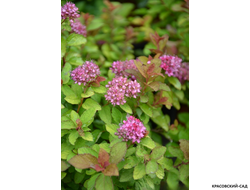 Спирея японская Мерло Голд Купить в красовский-сад.рф