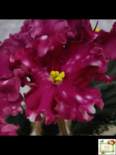 Rivermist Zeeva (J. Baker) (лист посажен 27/01/26)