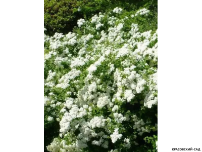 Спирея ниппонская Халвард Сильвер - Halward`s Silver