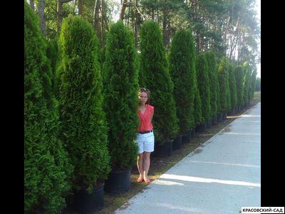 Голден Смарагд купить - Красовский-Сад.рф