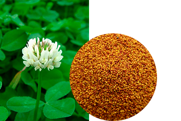 Клевер ползучий (белый)