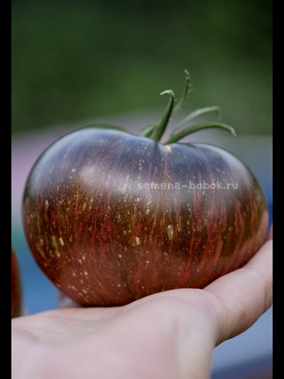 Томат Marsha's Starfighter Beefsteak (Бифштекс Марши), 10 шт