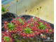 Геммы Drosera Occidentalis var. microscapa