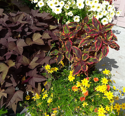 Колеус Combat в композициях с другими цветами