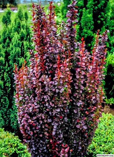 Барбарис Тунберга Red Pillar