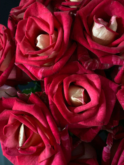 Роза  Россия 70 см. 15 шт