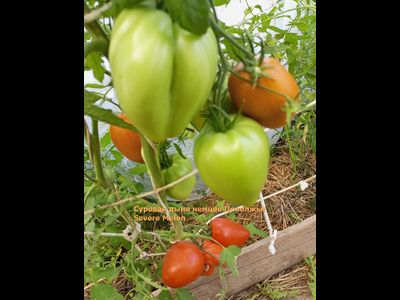 Томат Суровая Дыня немцев Поволжья (Severe Melon)