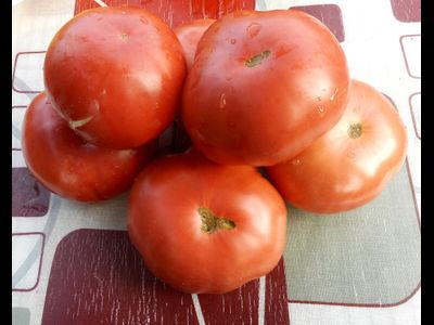 Томат Корнеевские