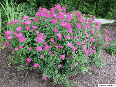 Спирея Энтони Ватерери