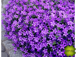 КОЛОКОЛЬЧИК ПОЖАРСКОГО