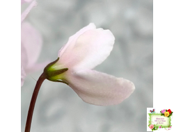 LV-Есть Время (Л. Шевелева) 2025 г. трейлер (клакамасный лонг)