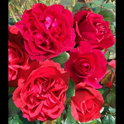 Кло Вужо(Clos Vougeot)