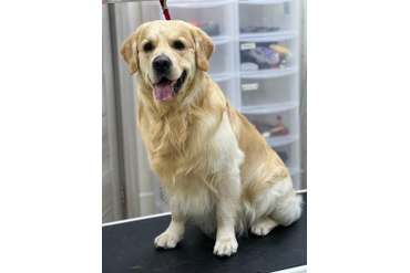 Томми / РУССКОЕ ЗОЛОТО ПАЛЕРМО /, 3 года