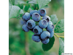 Голубика Блюкроп - Bluecrop